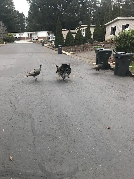 Southbrook Mobile Home Park Picture 1