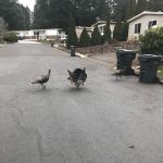 Southbrook Mobile Home Park