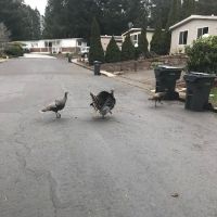 Southbrook Mobile Home Park ico