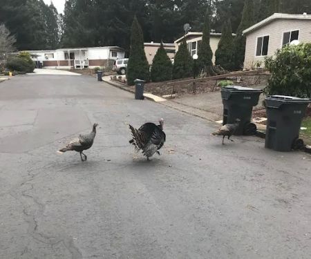 Southbrook Mobile Home Park