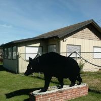 Black Bear Beach Camp ico