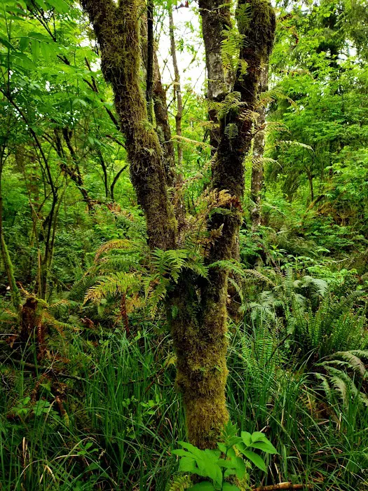 Tillamook Bay City RV Park Inc Picture 10