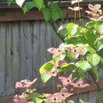 Collective Communities Tanglewood MHC