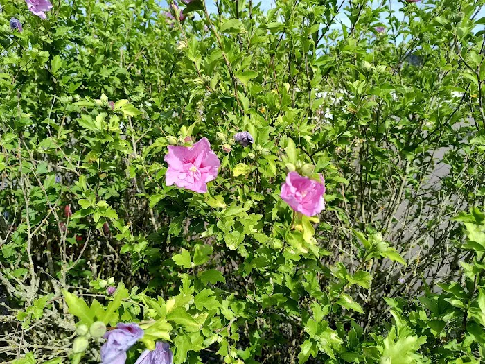 Emerald Valley RV Park Picture 3