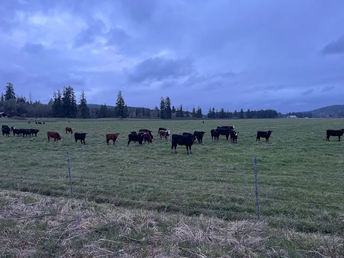 Proper T LLC Picture 5