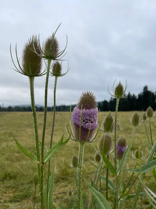 Proper T LLC Picture 10