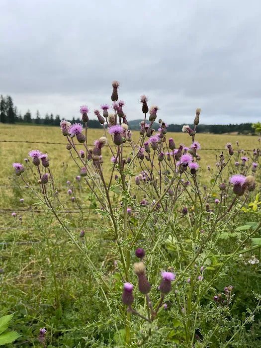 Proper T LLC Picture 2