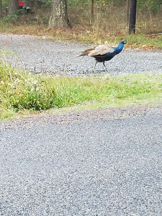 Kapowsin Country Park Picture 1