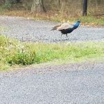 Kapowsin Country Park