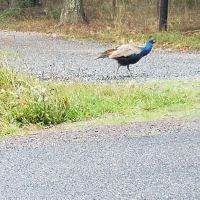 Kapowsin Country Park ico