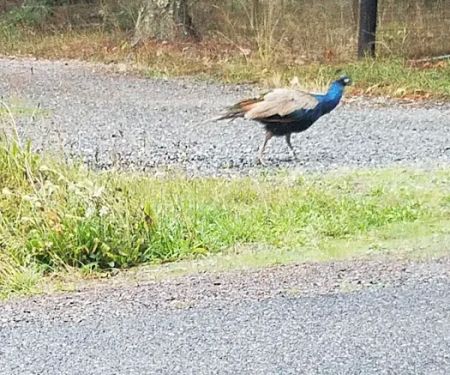 Kapowsin Country Park