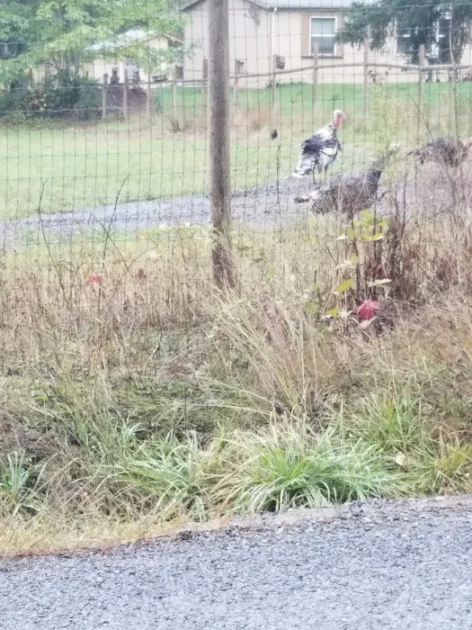 Kapowsin Country Park Picture 2