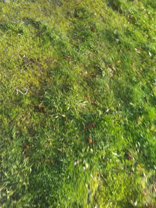 maple manor Picture 2