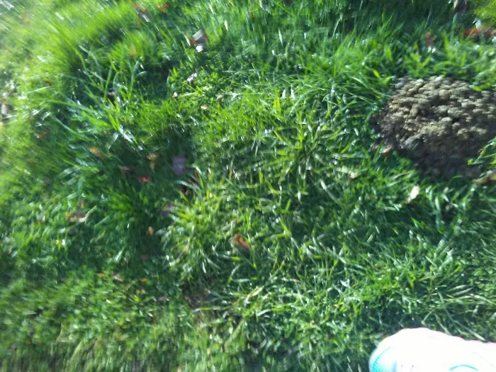 maple manor Picture 3