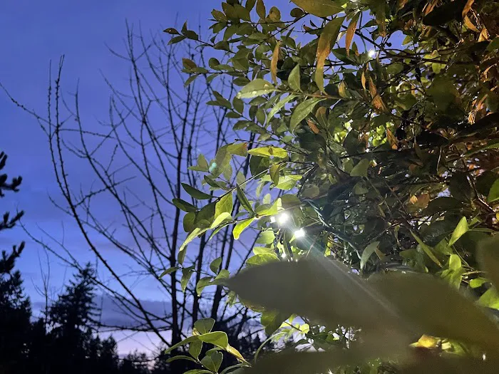 maple manor Picture 4