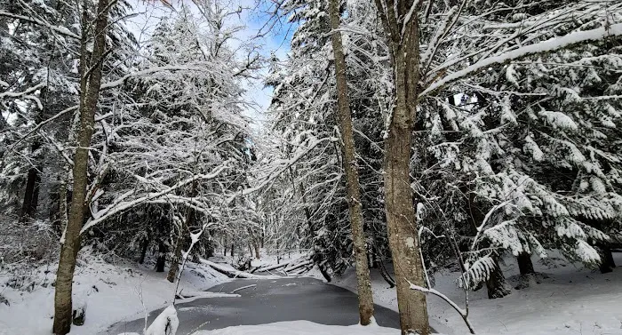 Rainier View Adult Rv Park Picture 9