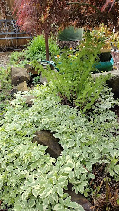 Tumwater Mobile Estates Picture 7