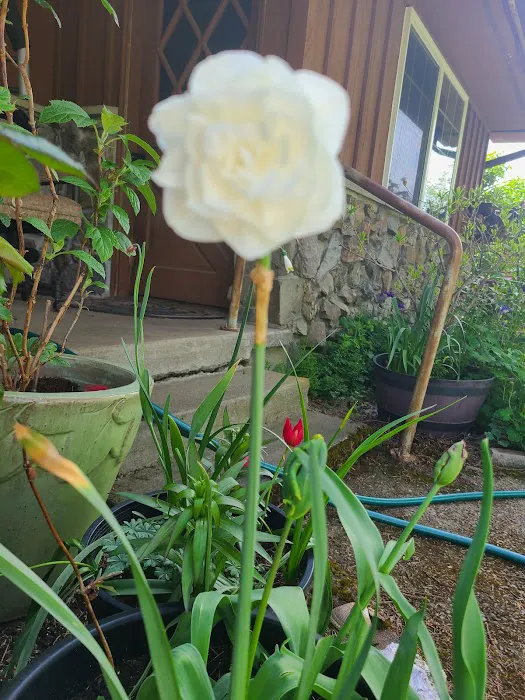 Tumwater Mobile Estates Picture 6