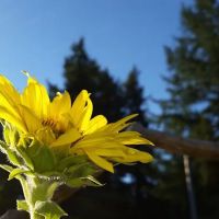 Coach Post Mobile Home Park ico