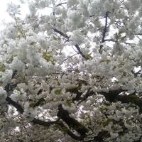 Jefferson Mobile Acres ico