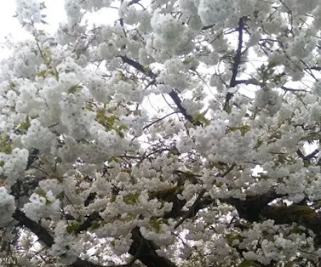 Jefferson Mobile Acres