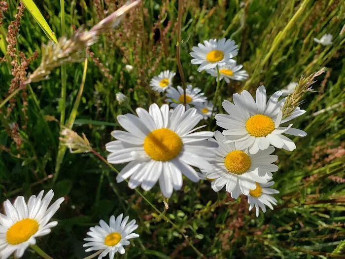 Raymond RV Park Picture 3