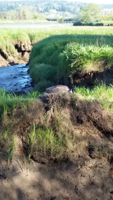 Timberland RV Park Picture 7