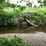 Lewis-Pacific Swiss Society