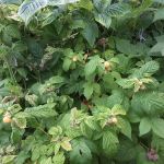 Wandering Spirit RV Park