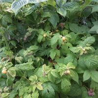 Wandering Spirit RV Park ico