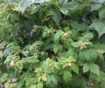 Wandering Spirit RV Park