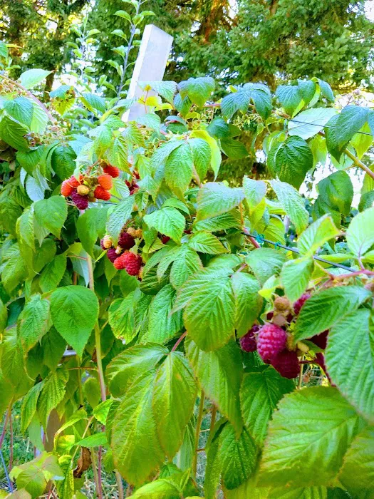 WA Land Yacht Harbor RV Park & Event Center Picture 7