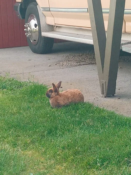 Martin Way Mobile Home-Rv Park Picture 6