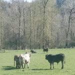 Mountain View Estates