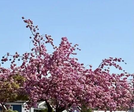 Americana Mobile Manor