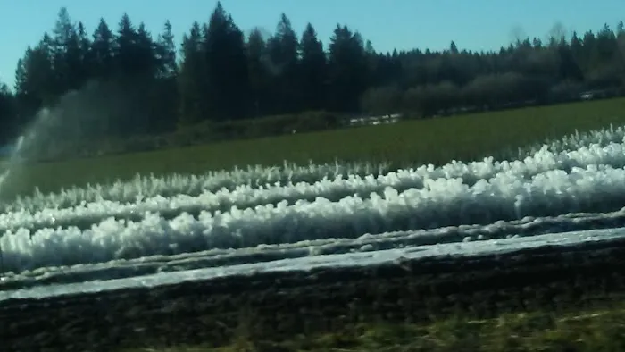 Royal Oaks Mobile Home Park Picture 8