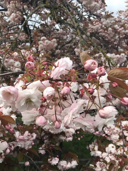 Ash Creek Mobile & RV Park Picture 9