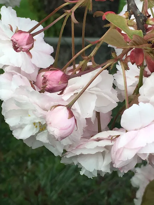 Ash Creek Mobile & RV Park Picture 3