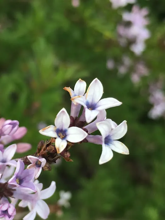 Ash Creek Mobile & RV Park Picture 2