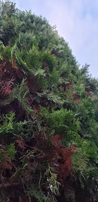 Ash Creek Mobile & RV Park Picture 10