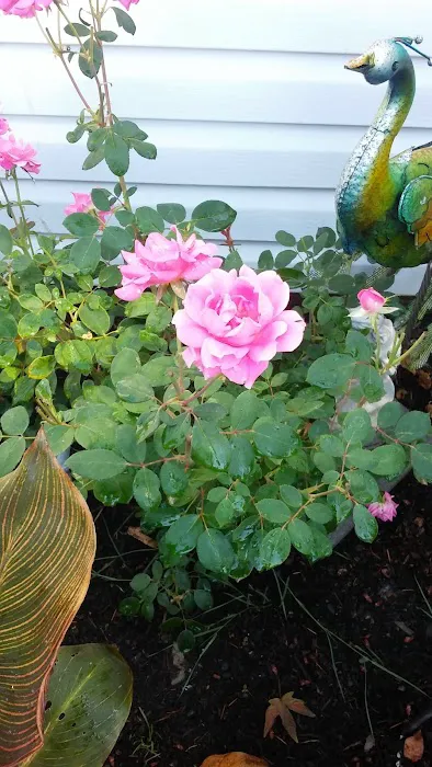 Knox Butte RV Park Picture 4