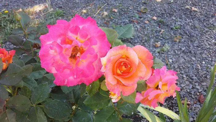 Knox Butte RV Park Picture 5