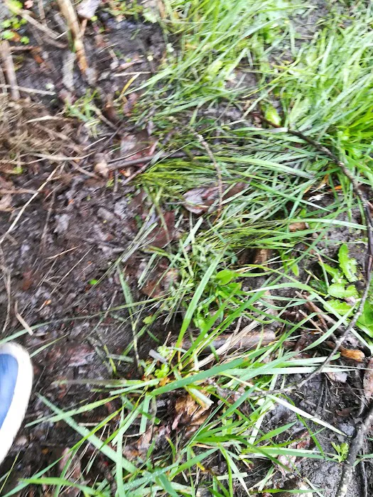 Sequoia Estates Mobile Home Park Picture 10