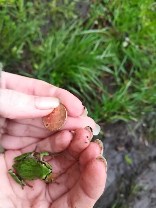 Sequoia Estates Mobile Home Park Picture 9