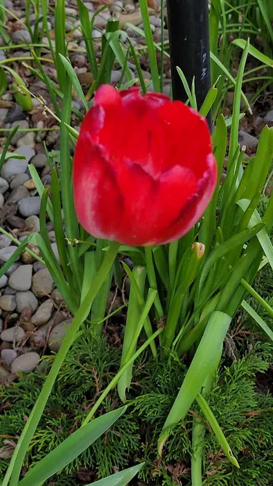 Periwinkle Mobile Park Picture 1