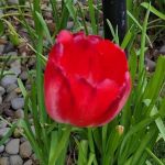 Periwinkle Mobile Park