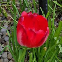 Periwinkle Mobile Park ico