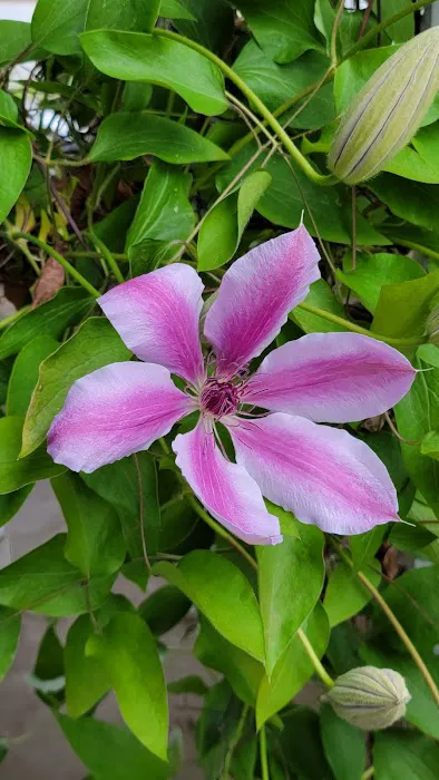 Periwinkle Mobile Park Picture 3