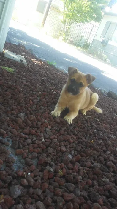 Periwinkle Mobile Park Picture 4