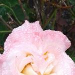 Greenway Manufactured Housing Community 55+